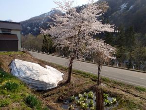 雪と桜とミズバショウ